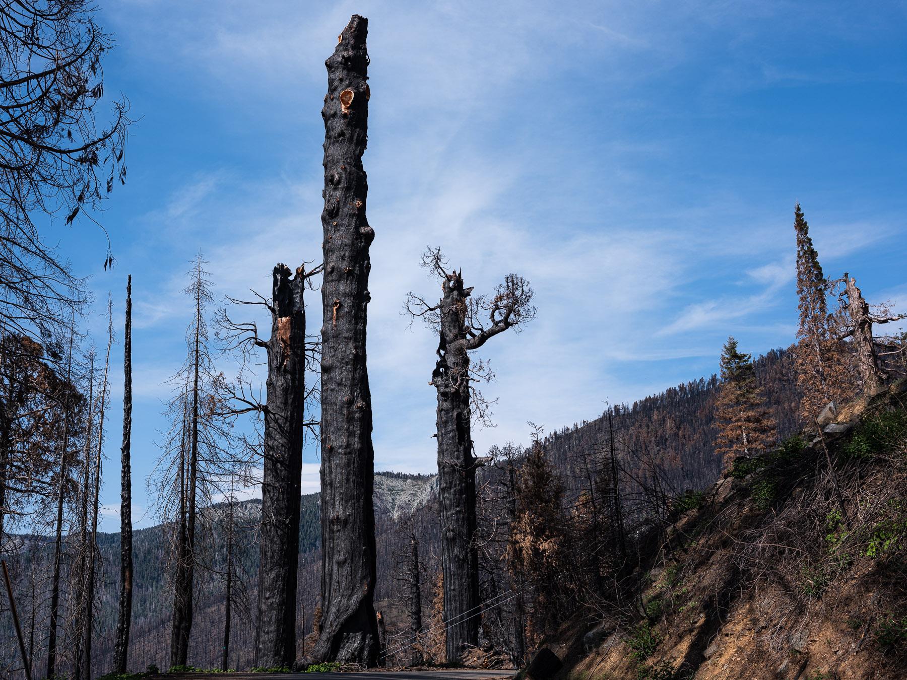 - Sequoia, a year in a burning forest - Overcome by hotter fires The scorched remnants of...