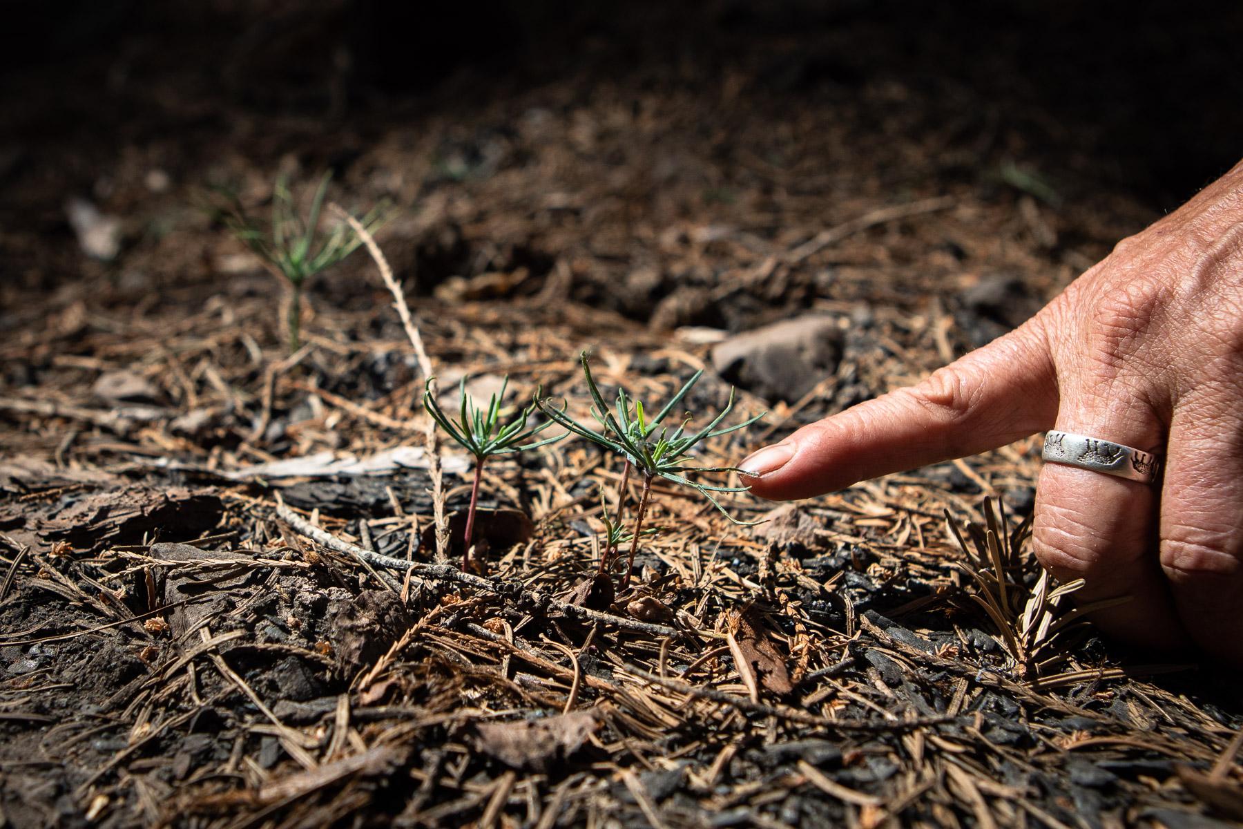 - Sequoia, a year in a burning forest - Seedlings discovered in a burn area in Alder creek. This...