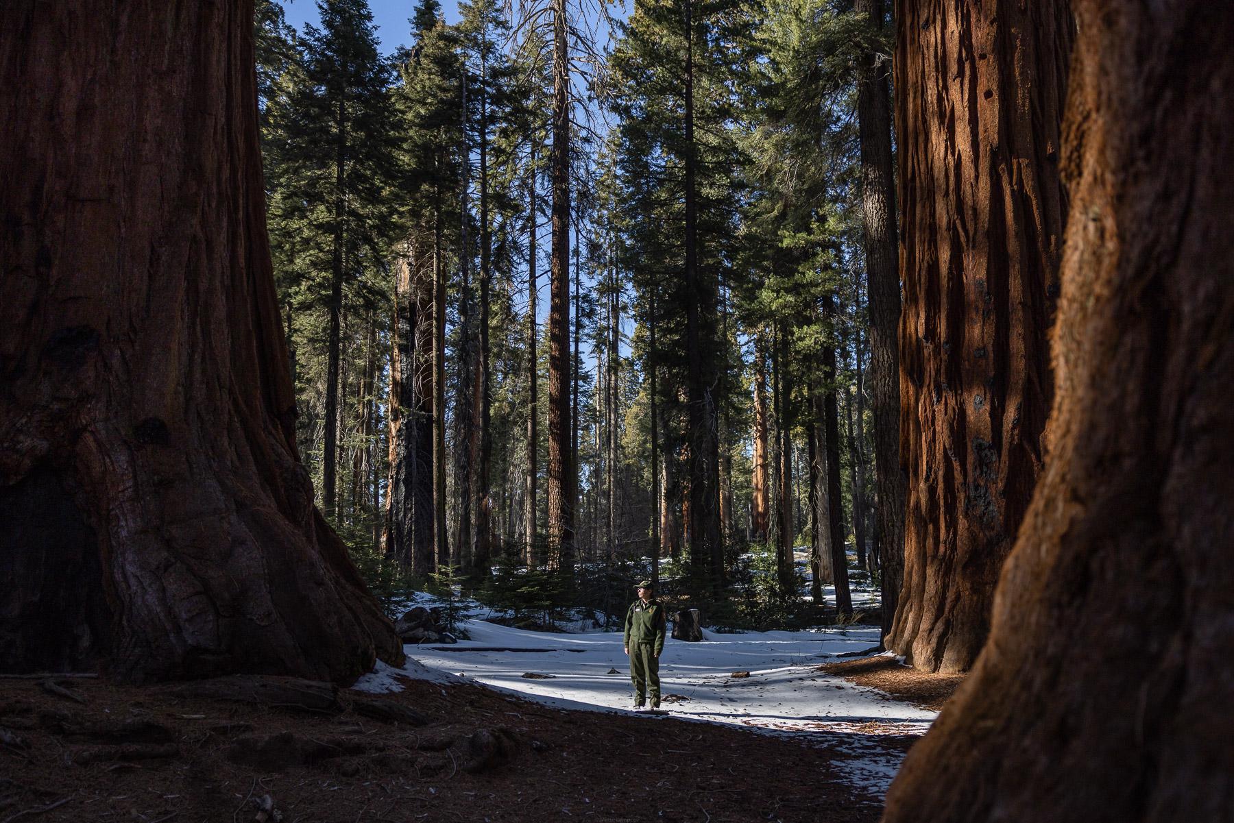 - Sequoia, a year in a burning forest - Christy Bingham lead scientist at Sequoia and Kings...