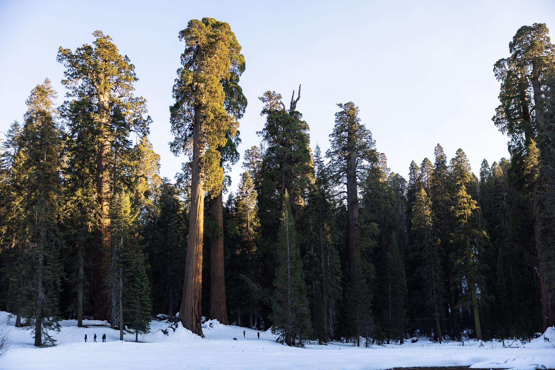 - Sequoia, a year in a burning forest - On a cold winter days visitors enjoy Big Tree tail, where...