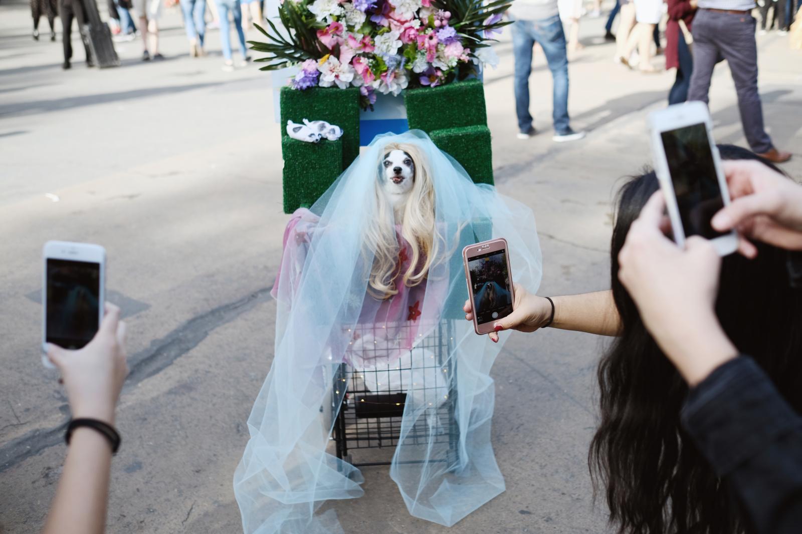 Dog dressed up as Beyonc&eac_ Dog Parade. New York City, 2017