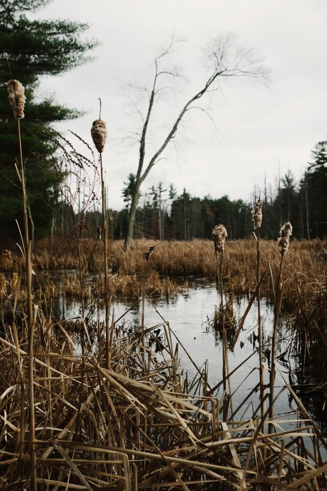 Cattails, 2021 | Buy this image