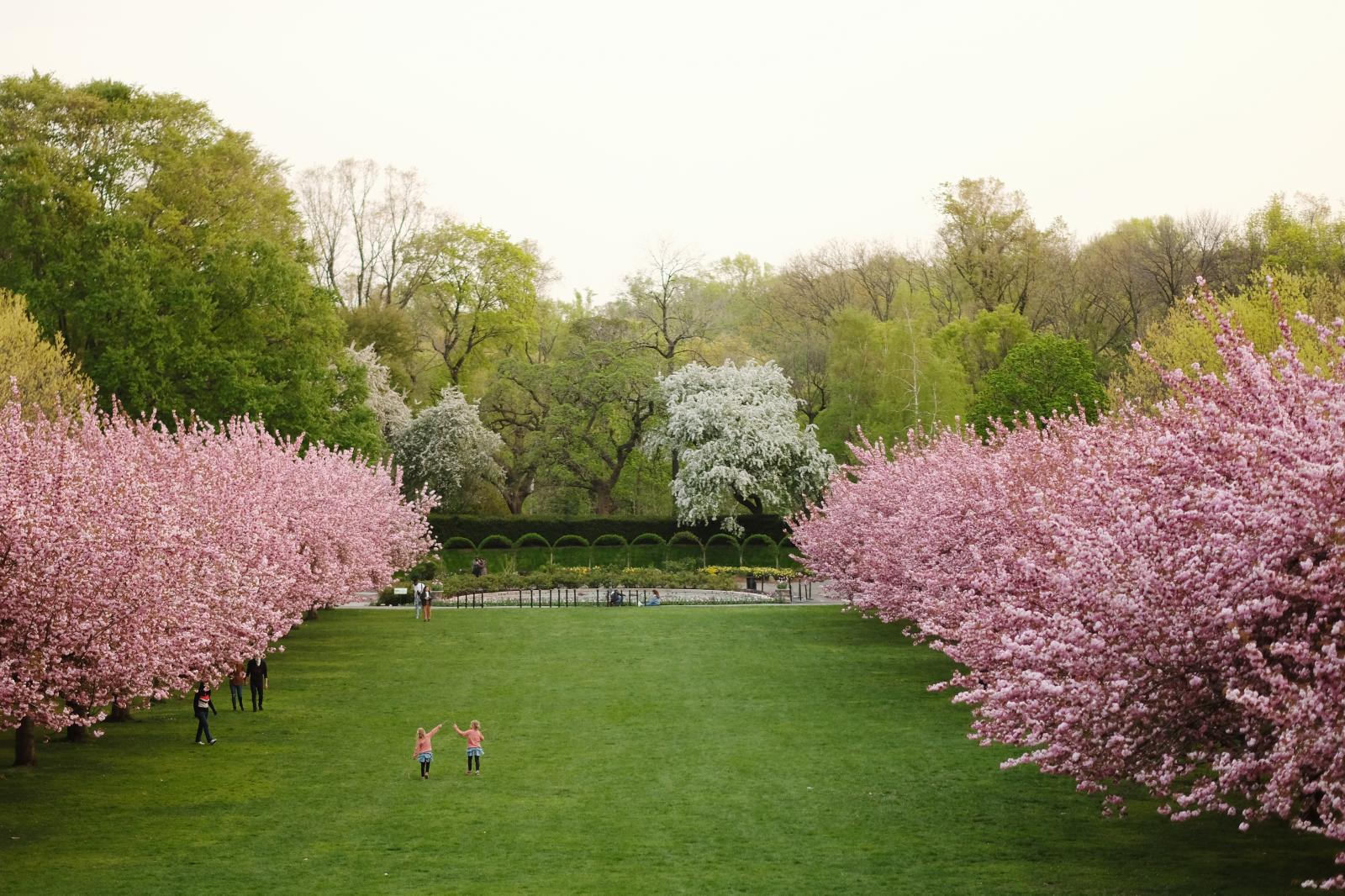 Cherry blossoms 