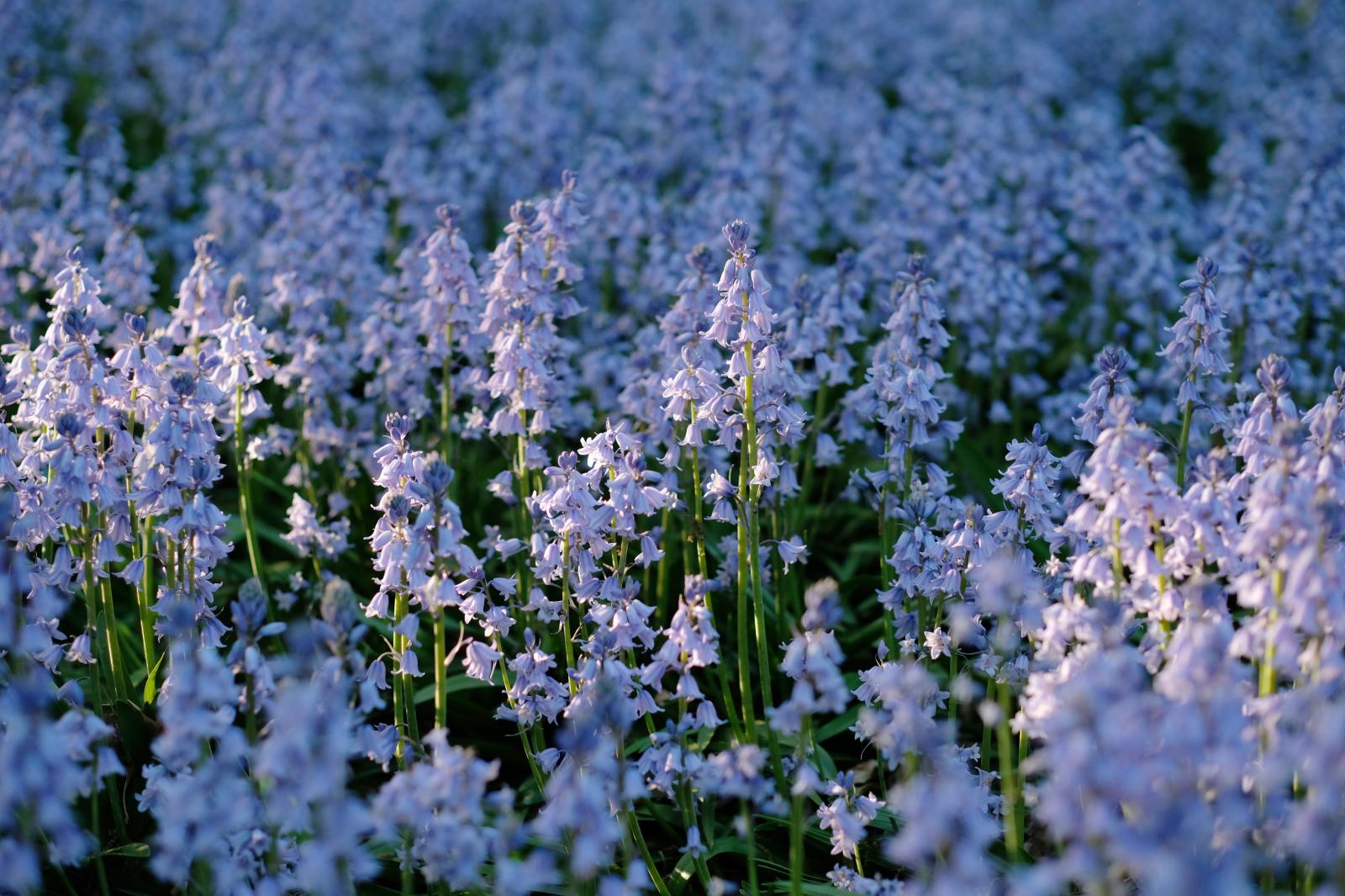 Bluebells