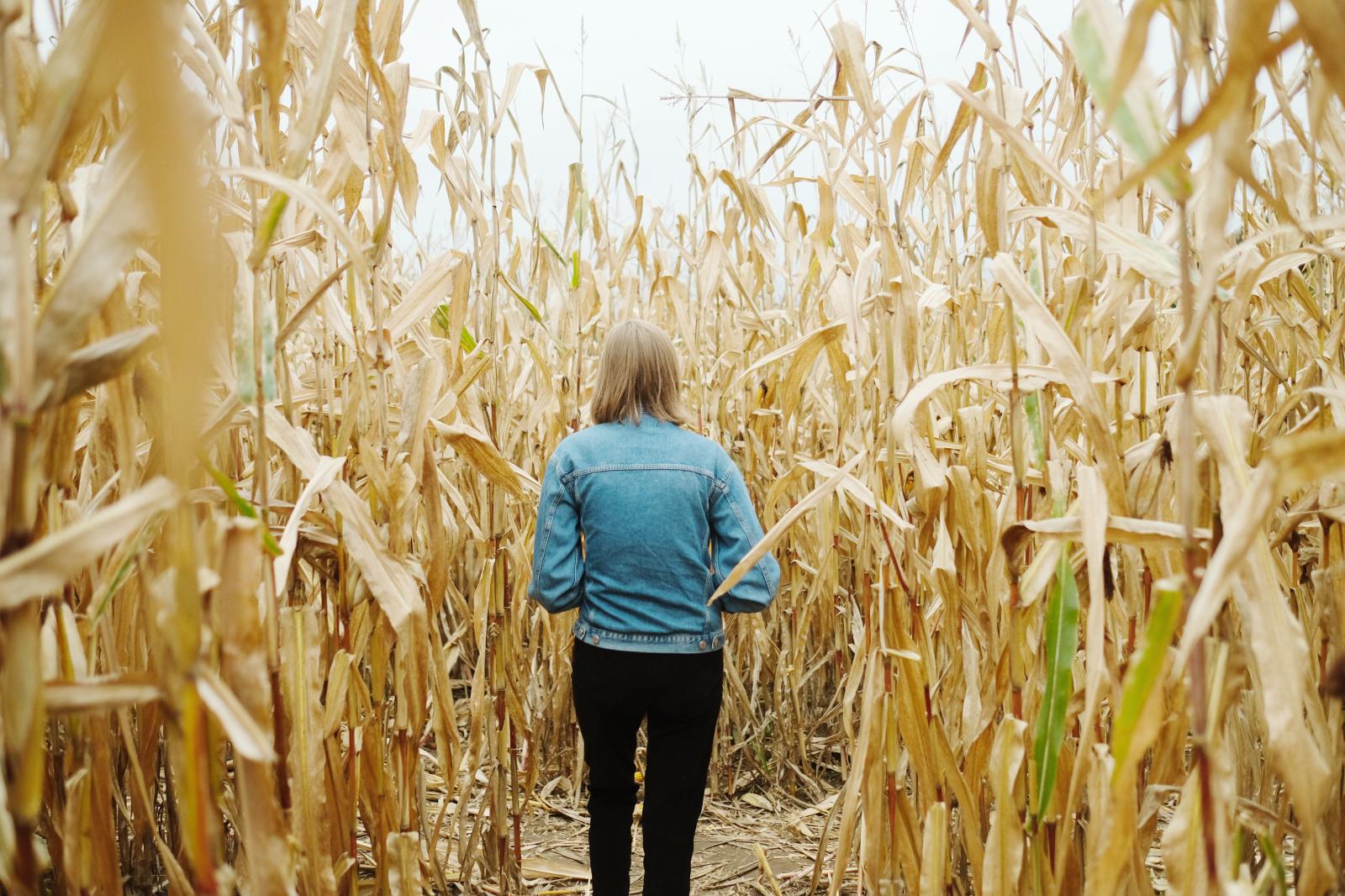 Corn maze