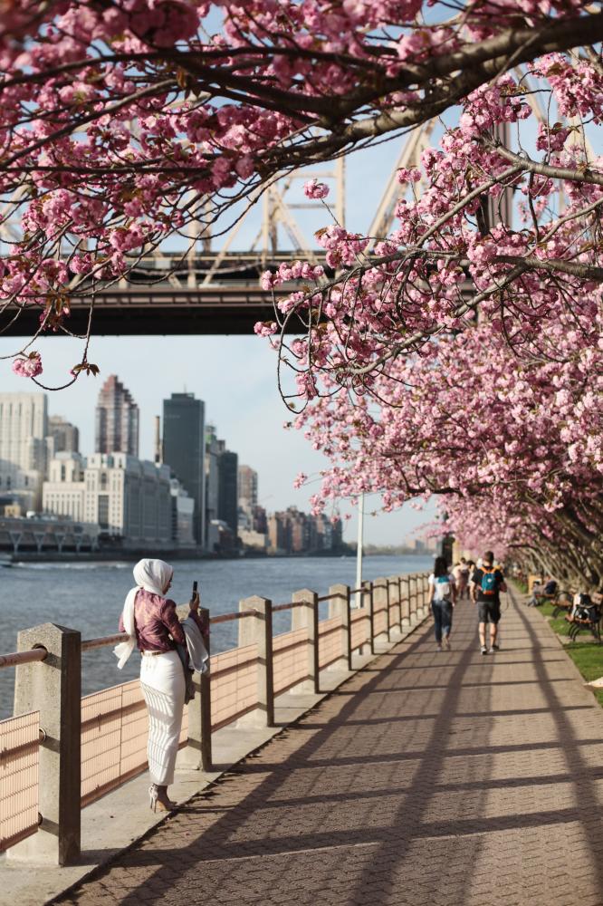 Roosevelt Island, 2018