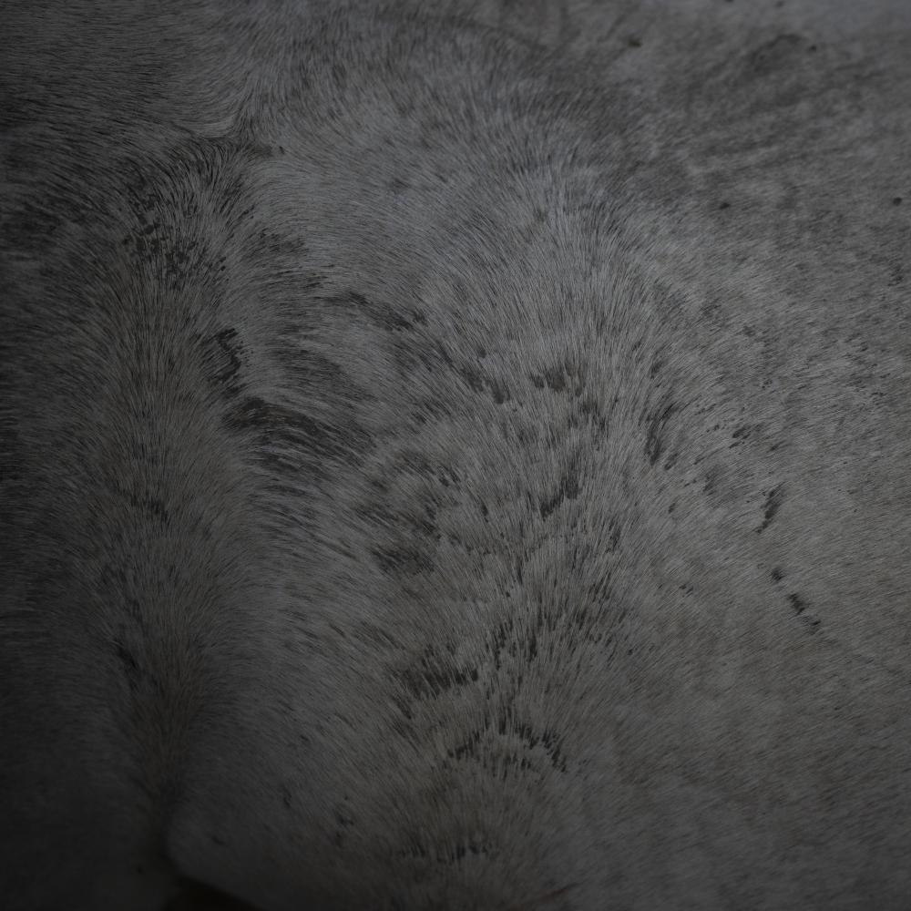 Camargue Climate Change - The coat of a Camargue horse is pictured in the Camargue,...