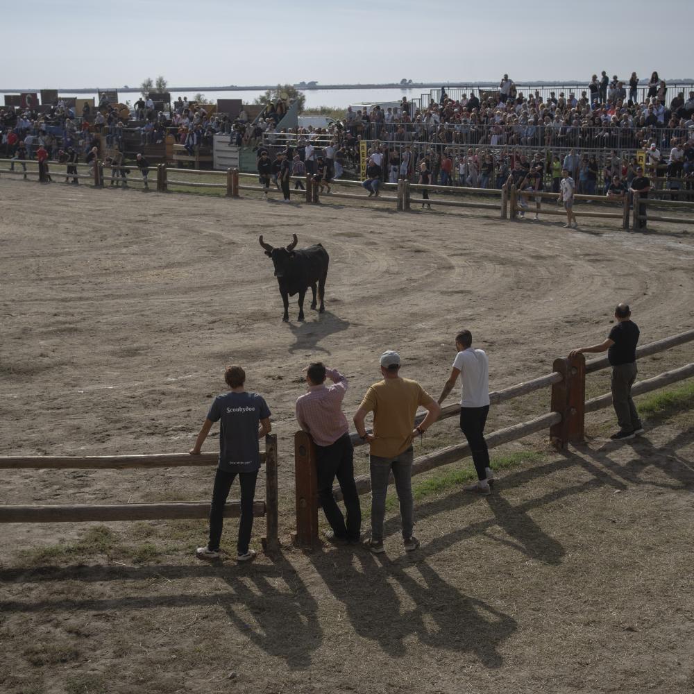Camargue Climate Change - Local spectators gather to run with Camargue bulls in a...