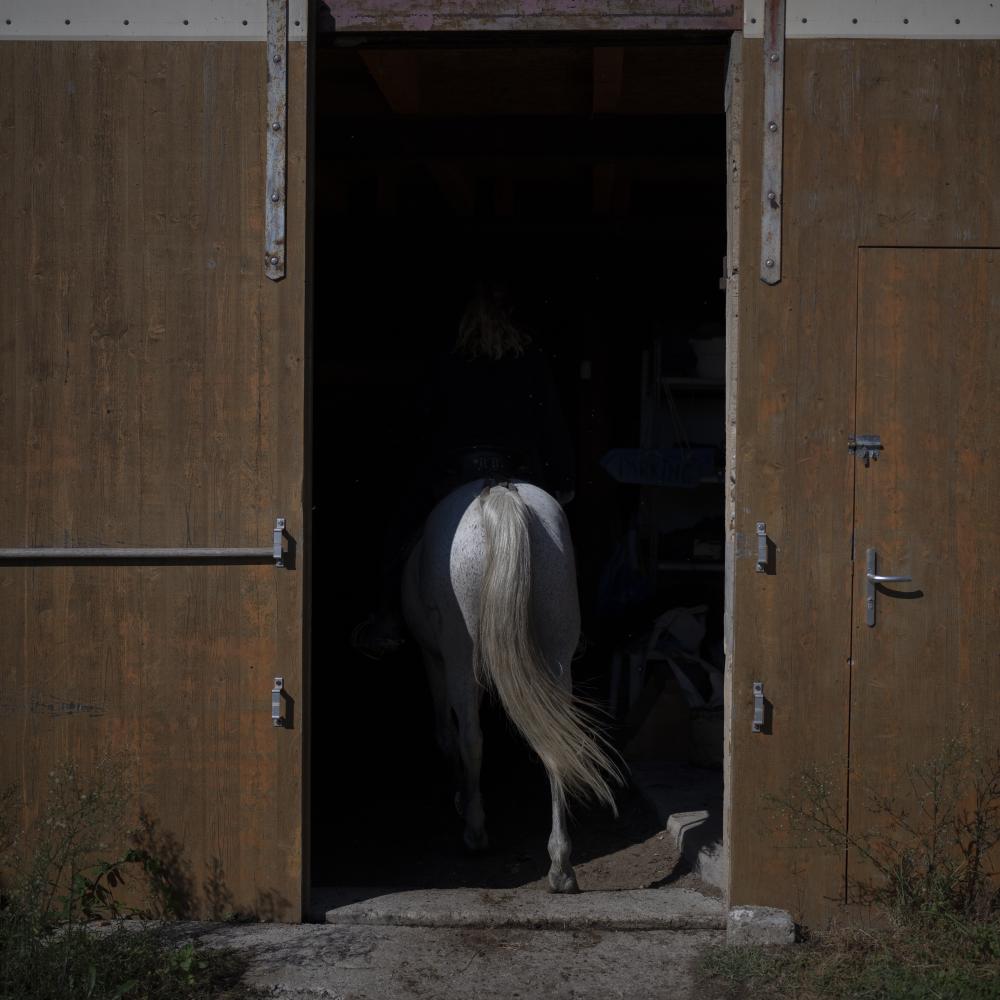 Camargue Climate Change - A Camargue horse is taken into a barn at the Manade...