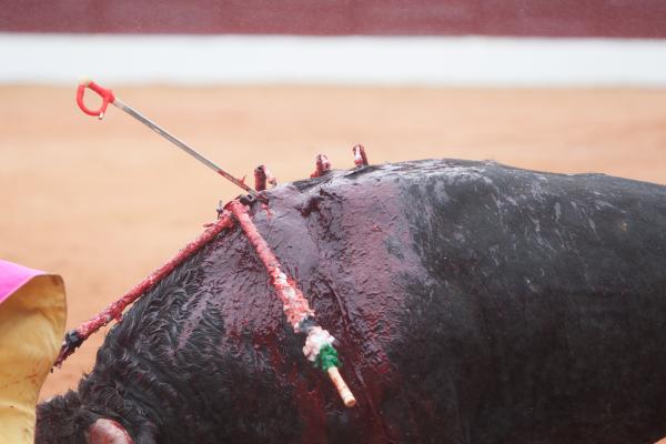 Untitled - jose garrido.&nbsp;When the bullfighter fails in the &quot;estocada&quot; (the sword...