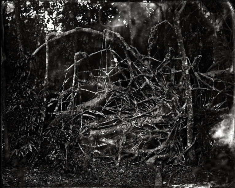 Everglades -  Roots (Intestines), 2011                    