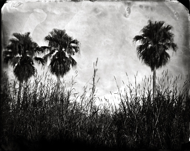  Three Cabbage Palms, 2010 
