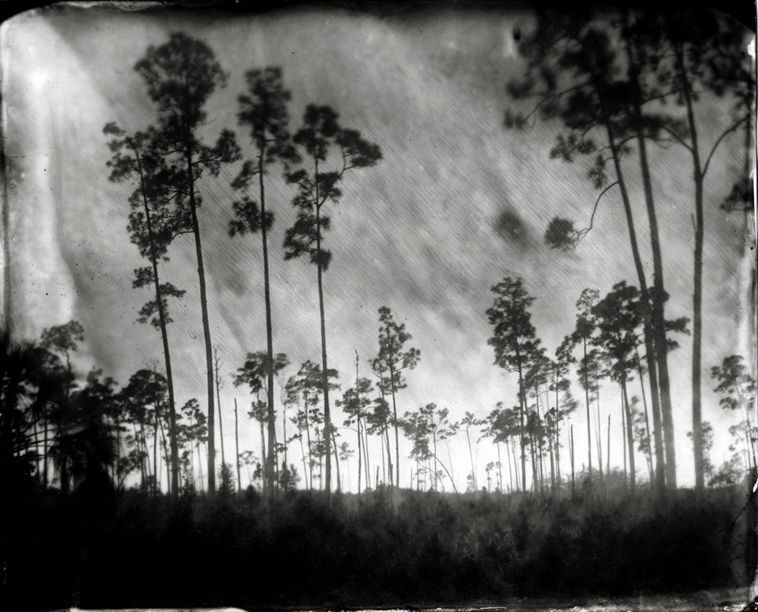 Everglades -  Slash Pines, 2010 