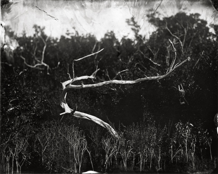 Everglades -  Buttonwood Tree, 2010 