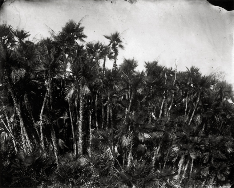 Everglades -  Paurotis Palms, 2010 