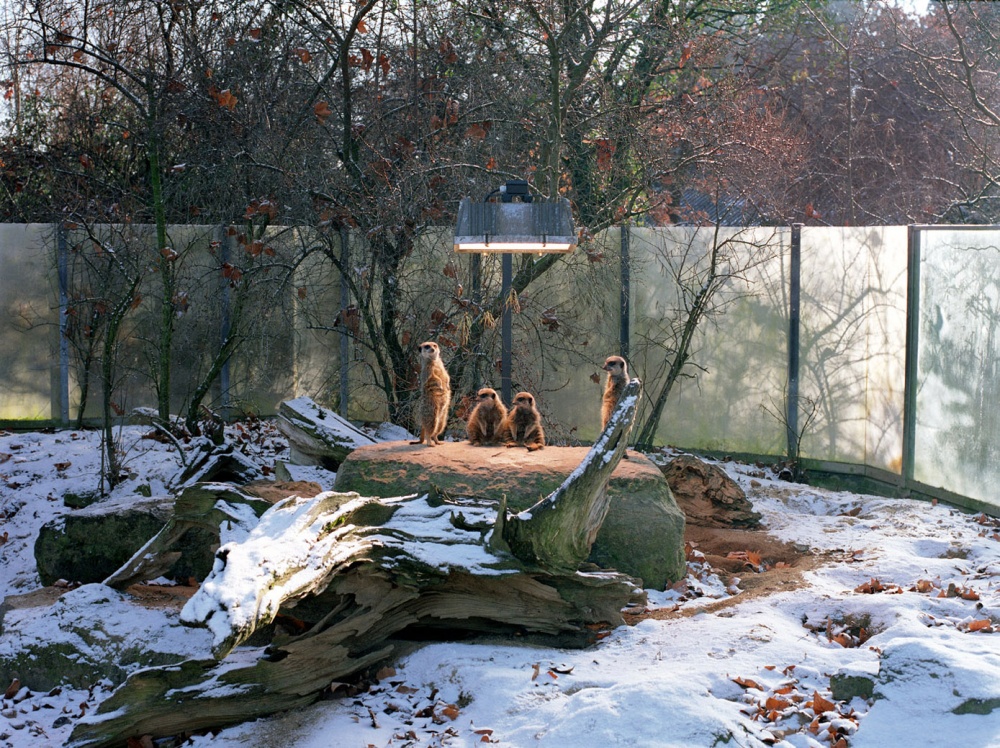 Photography image - Loading cuatro suricatas en Stuttgart copy.jpg