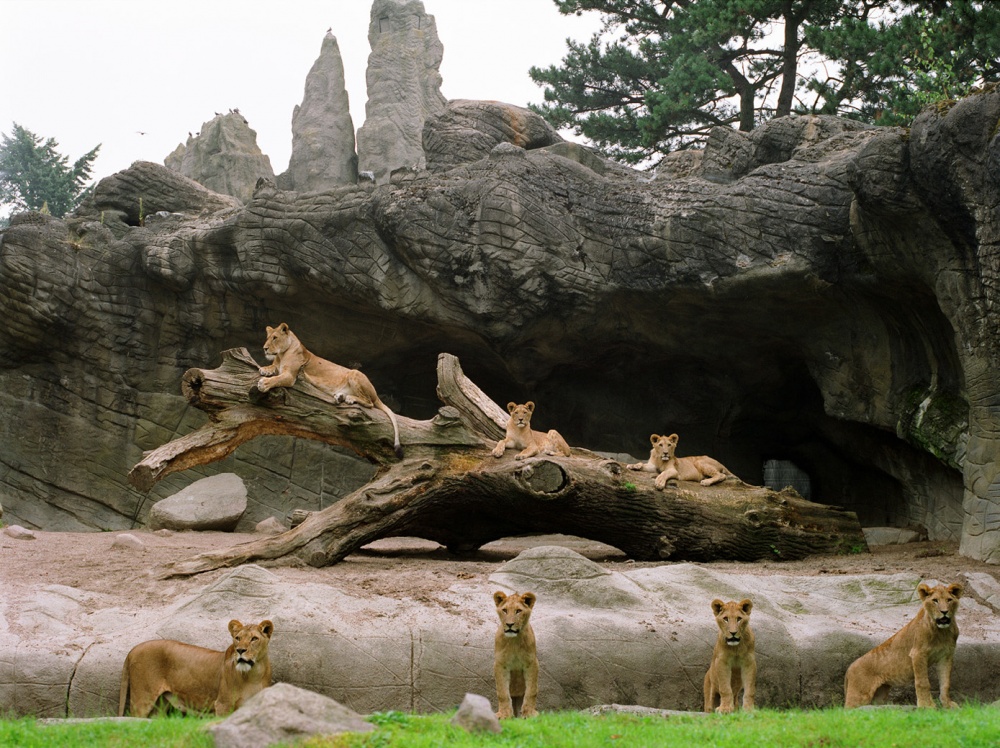 Seven Lionesses in Hamburg