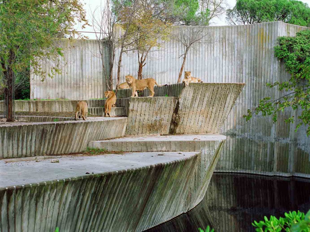 Photography image - Loading un leÃ³n y cuatro leonas en Madrid copy.jpg