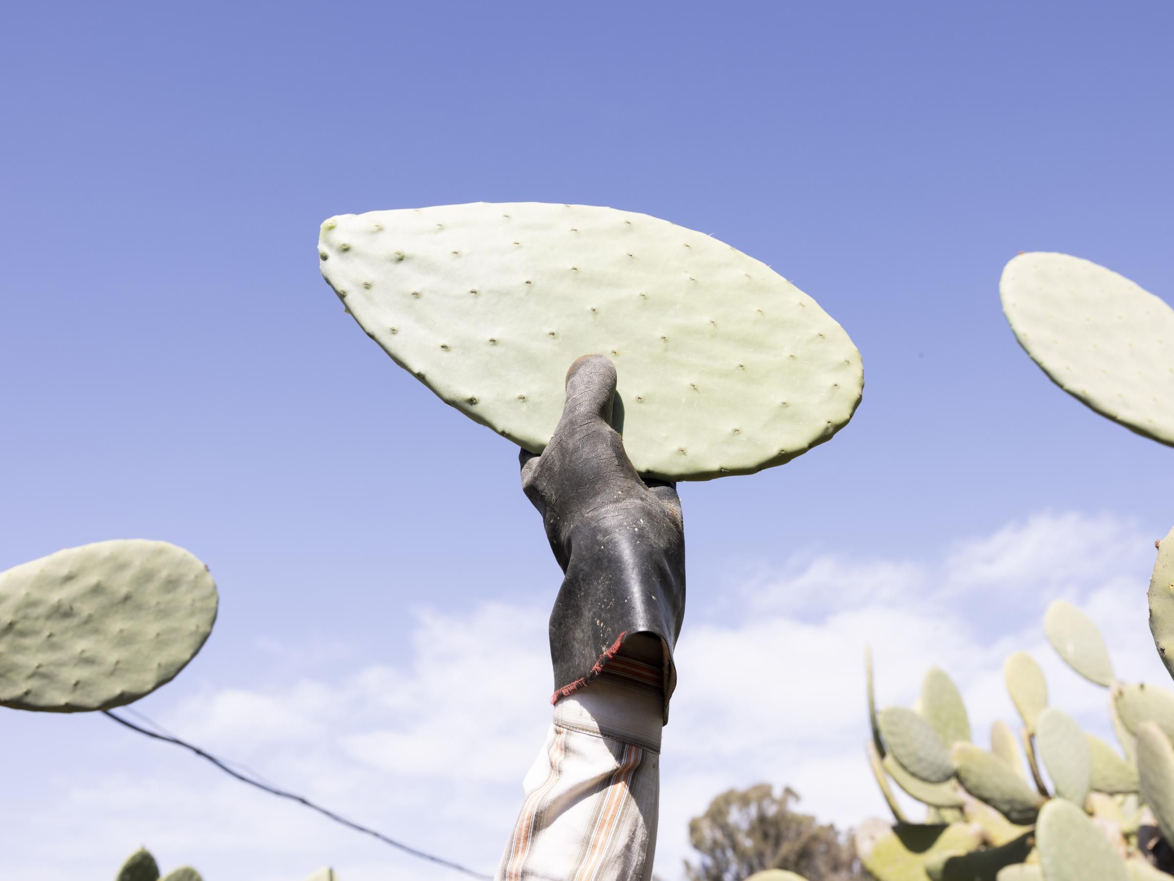 The Green Wire - Sicily, May 2022. A worker's hand lifting a prickly pear...