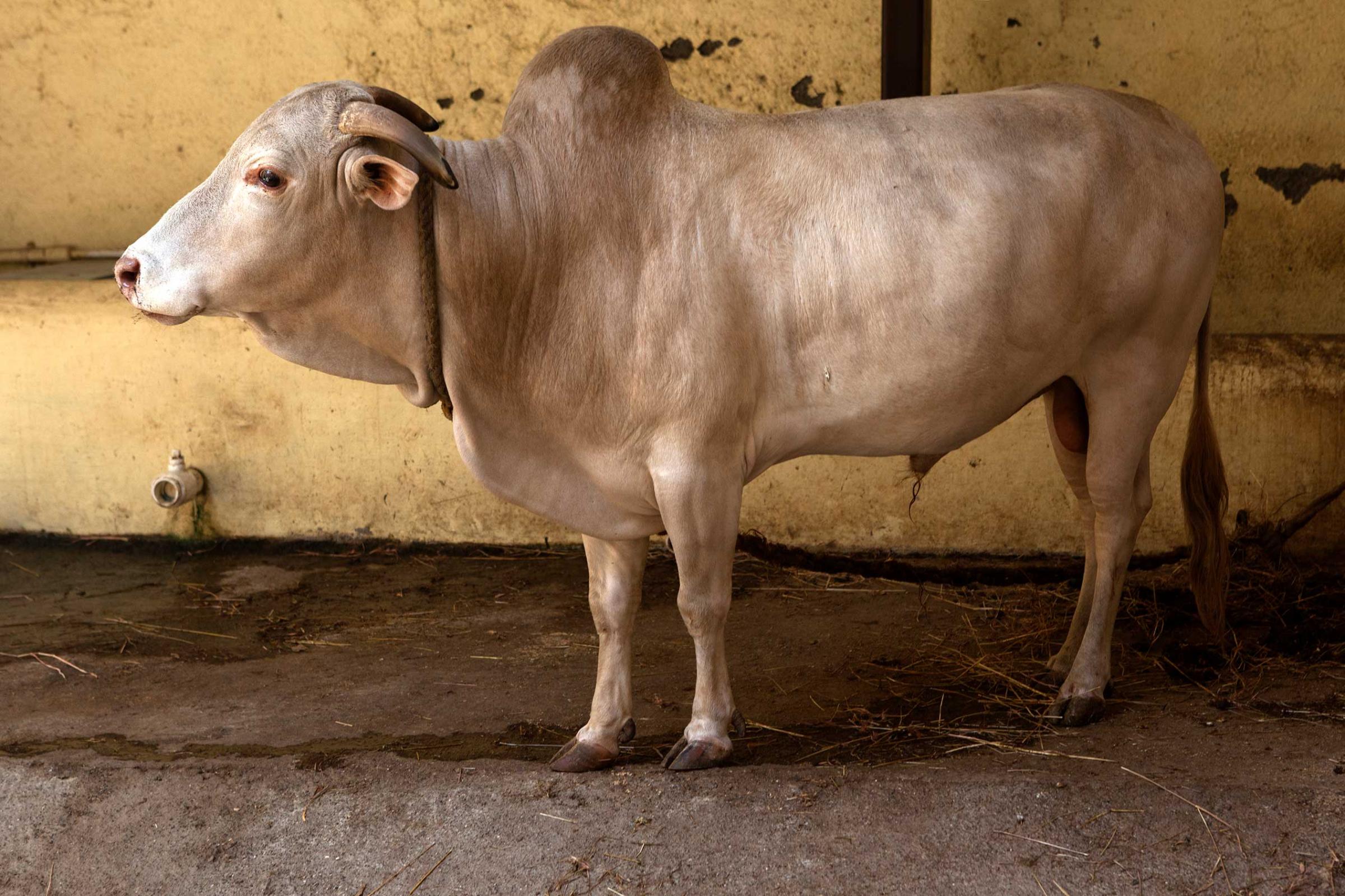 In memory of Greater Iran: The Zoroastrians of Navsari - The white bull is considered a sacred animal in...