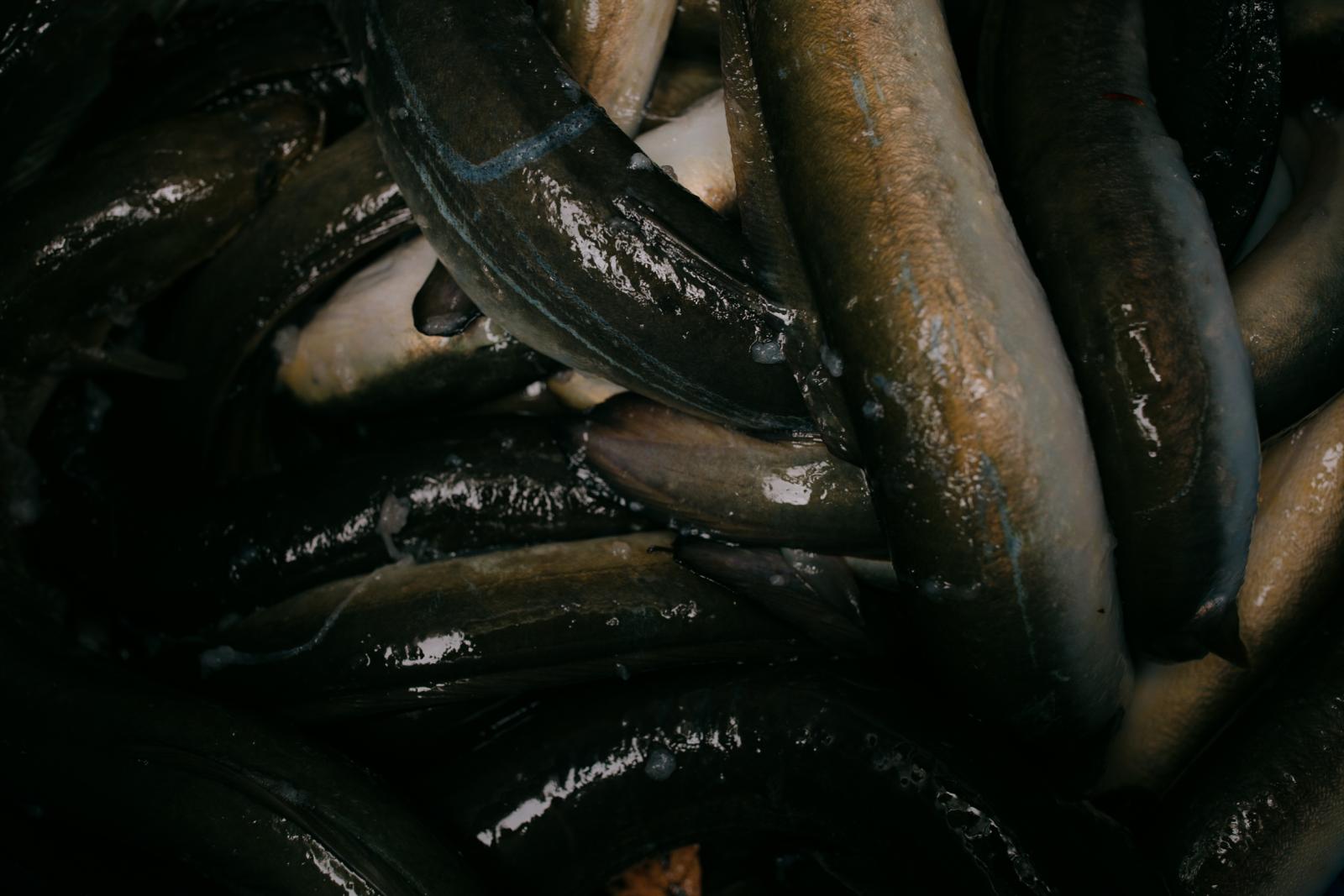  A bucket holds several dozen e... from the eels before smoking. 