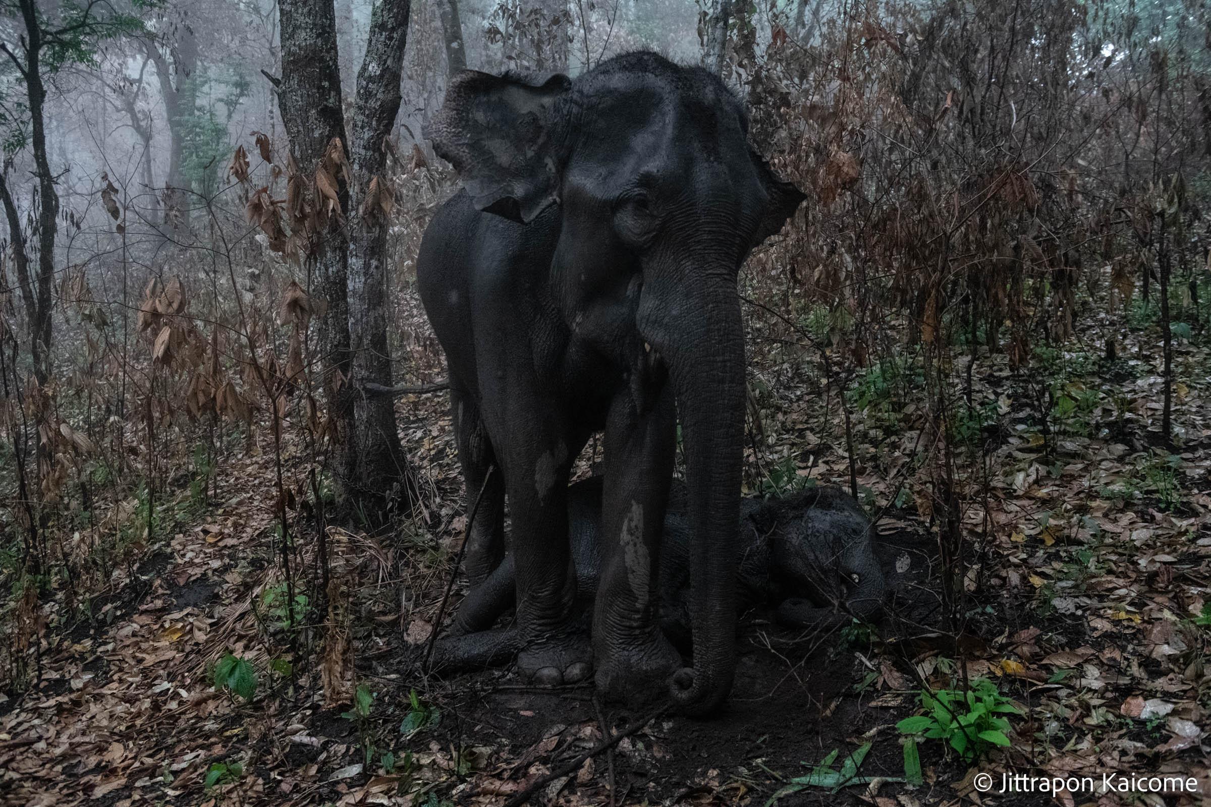The Unexpected Change - The baby elephant slept beneath its mother. They were...