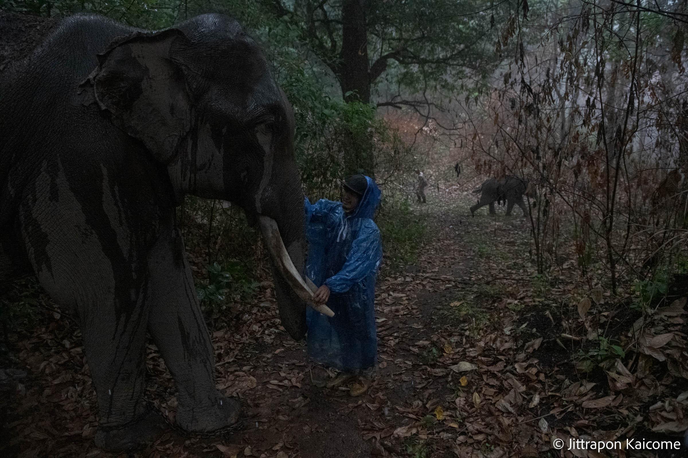 Thailand's Captive Elephants  - In the pouring rain, a mahout comforts his elephants...