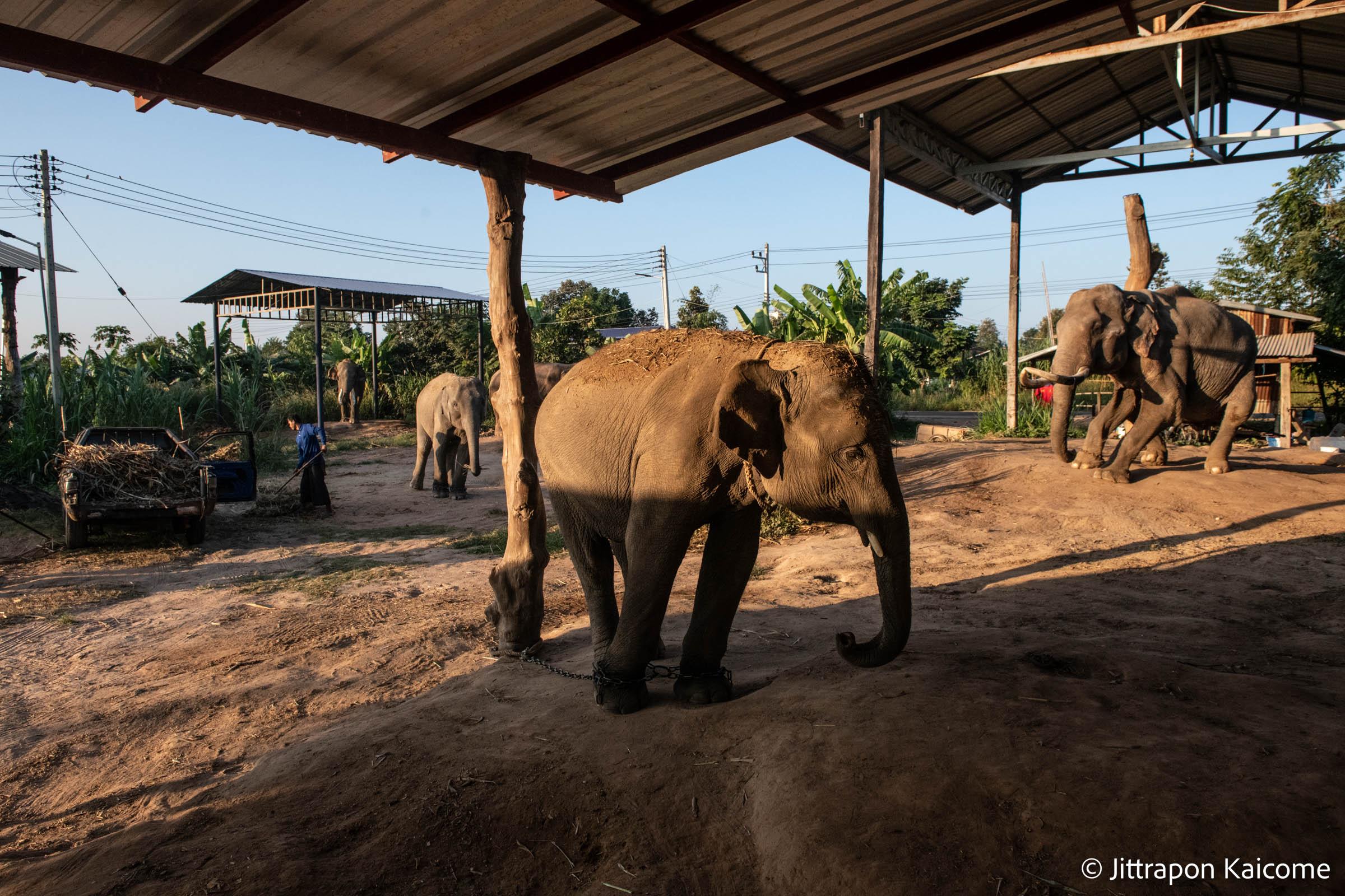 Thailand's Captive Elephants 