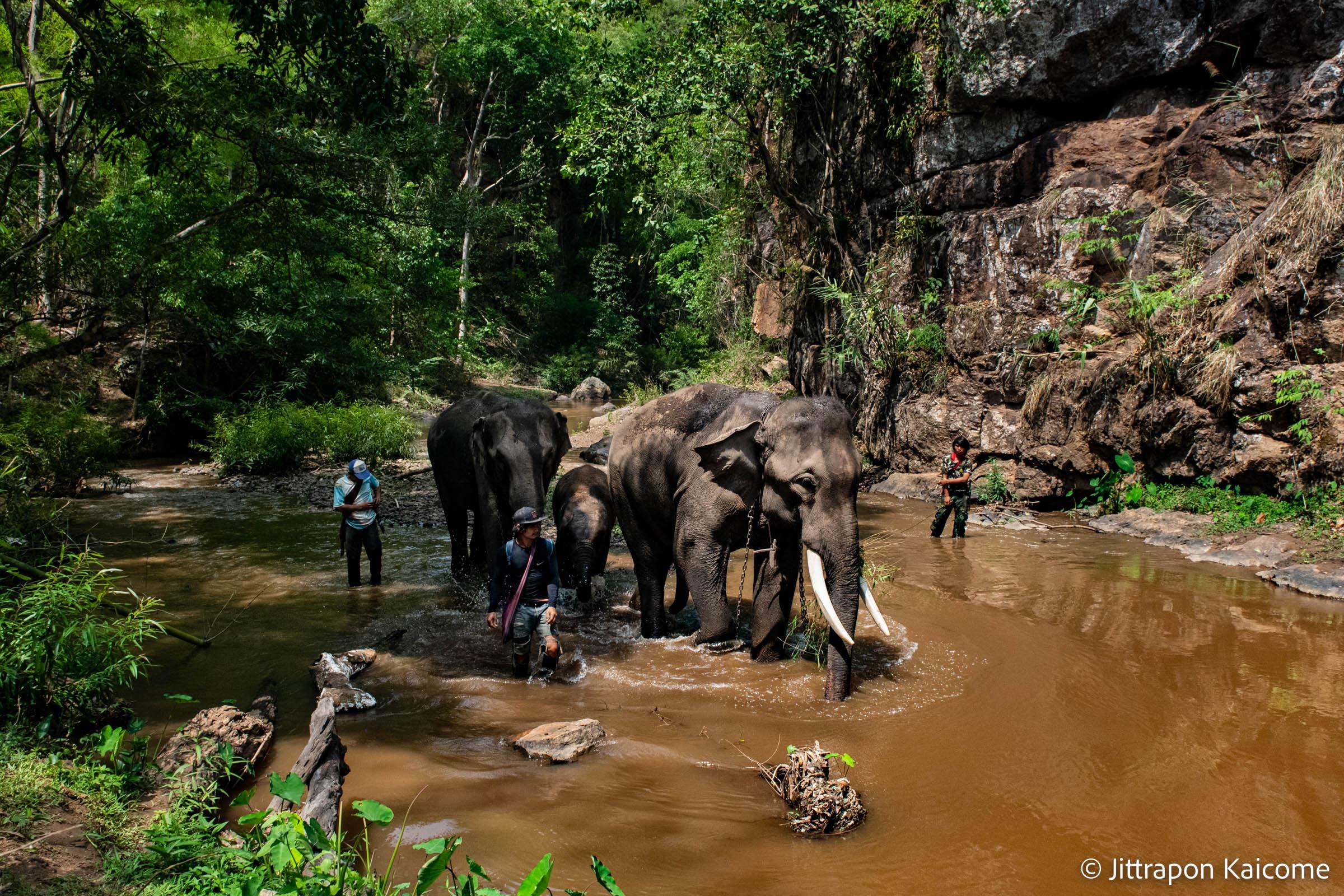 The Unexpected Change - Sek, a Karen indigenous mahout, and his family are...