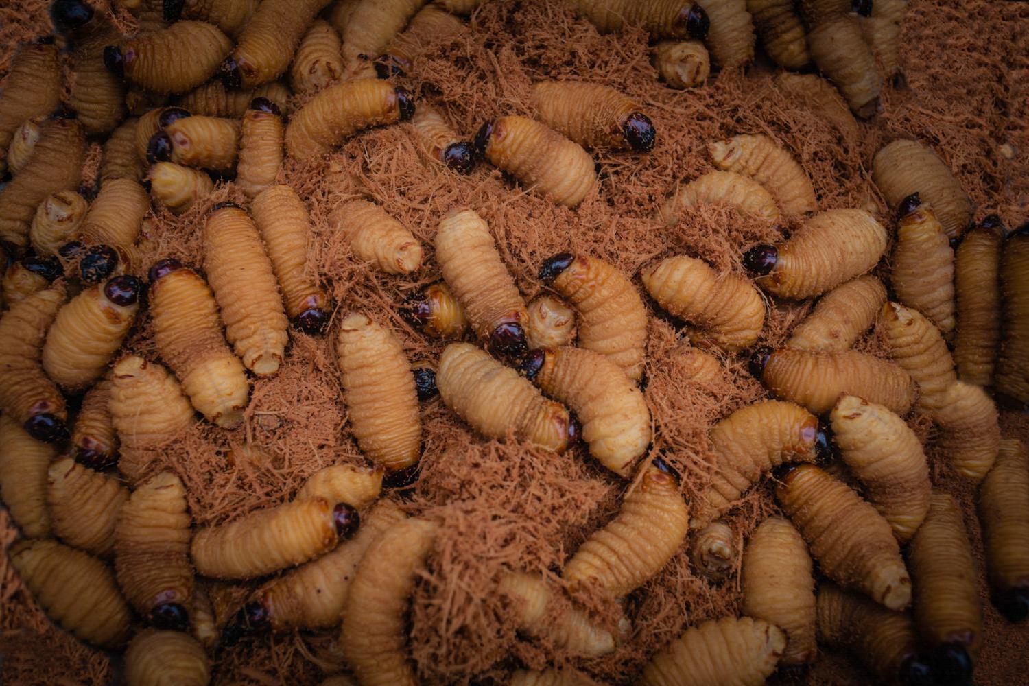 Colombian Indigenous Preserve Identity Across Spiritual Practices - LETICIA, AMAZONAS, COLOMBIA- FEBRUARY 23: Mojojoy worm, one of the most exotic dishes for the...