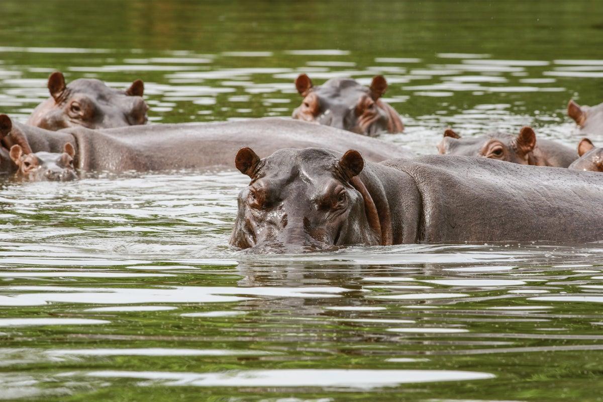 Invasive 'Cocaine Hippos' Are Being Sterilized in Colombia