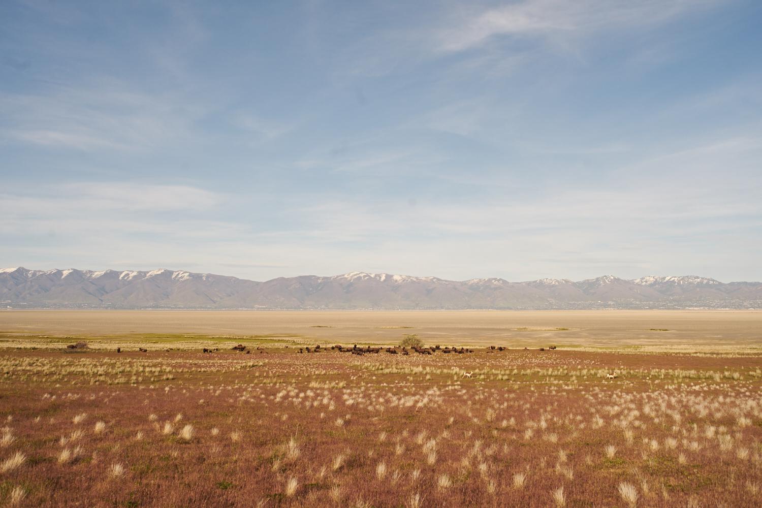 The Weird, Wonderful--and Dying--Great Salt Lake - A bison herd settles in the distance on Antelope Island State Park, Utah. The exposed lake bed...