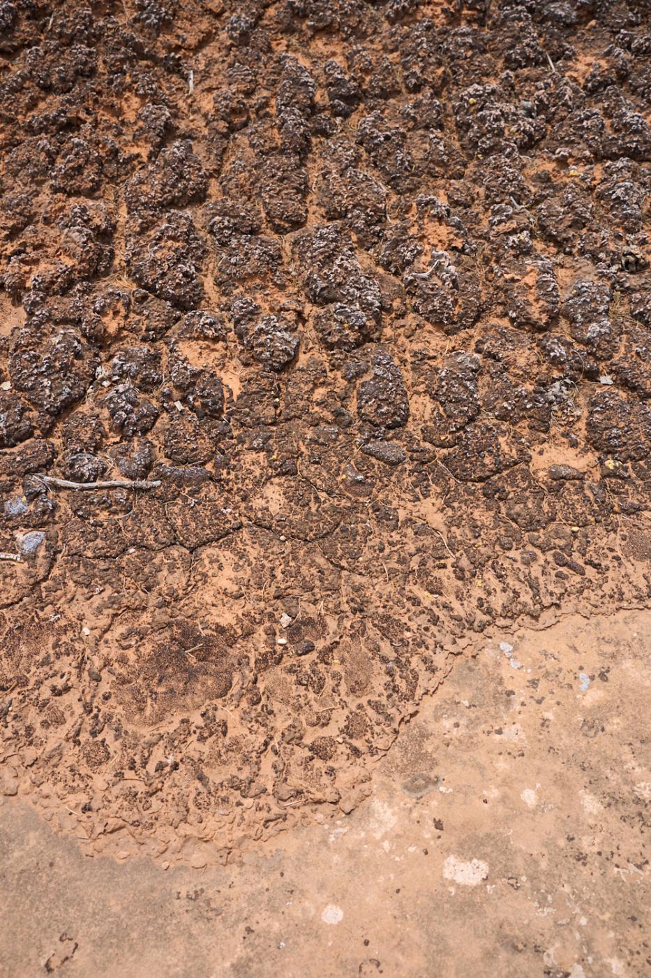 Dark black biocrust fades into ...ne in the southern Utah desert.