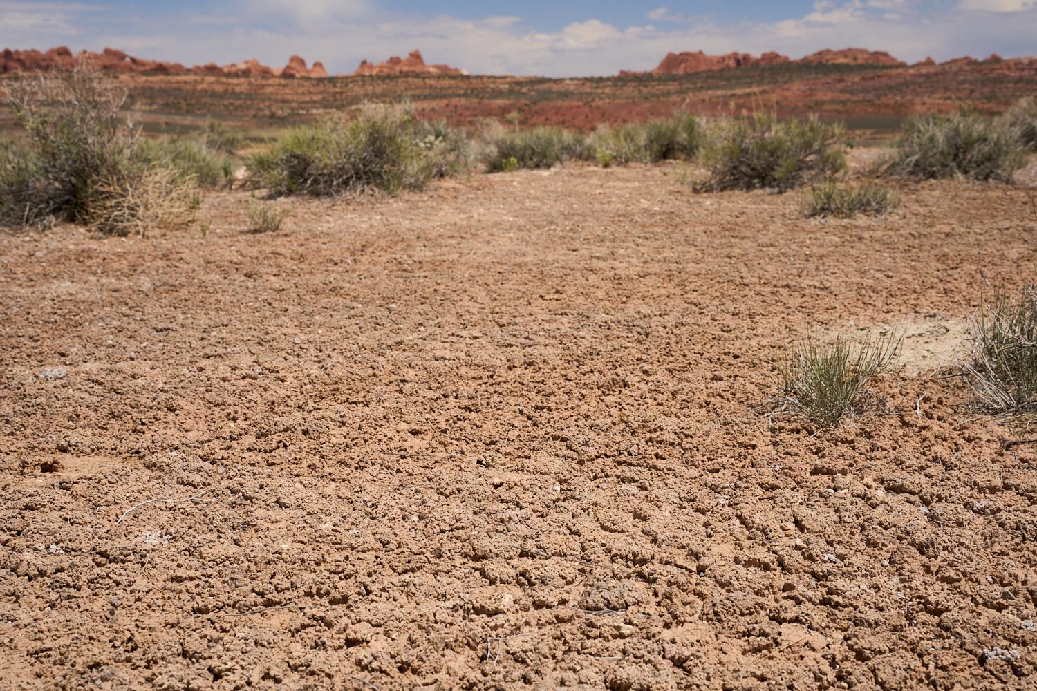 Biocrusts in Arches National Pa...uding mosses, lichens and more.