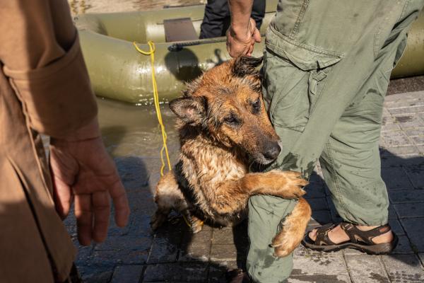 Image from Russian-Ukrainian War - worker and volunteer saved this dog from the flooded area...