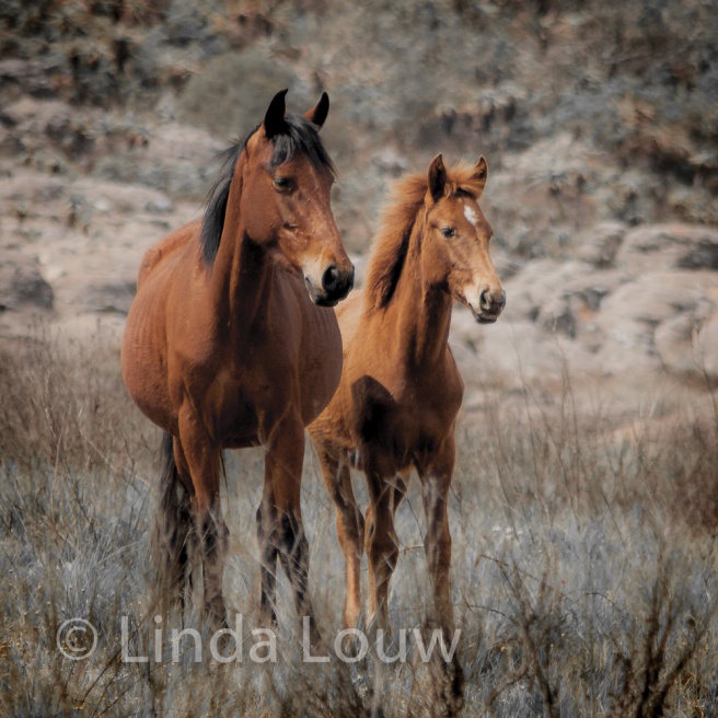 Wild Horses of Kaapsehoop