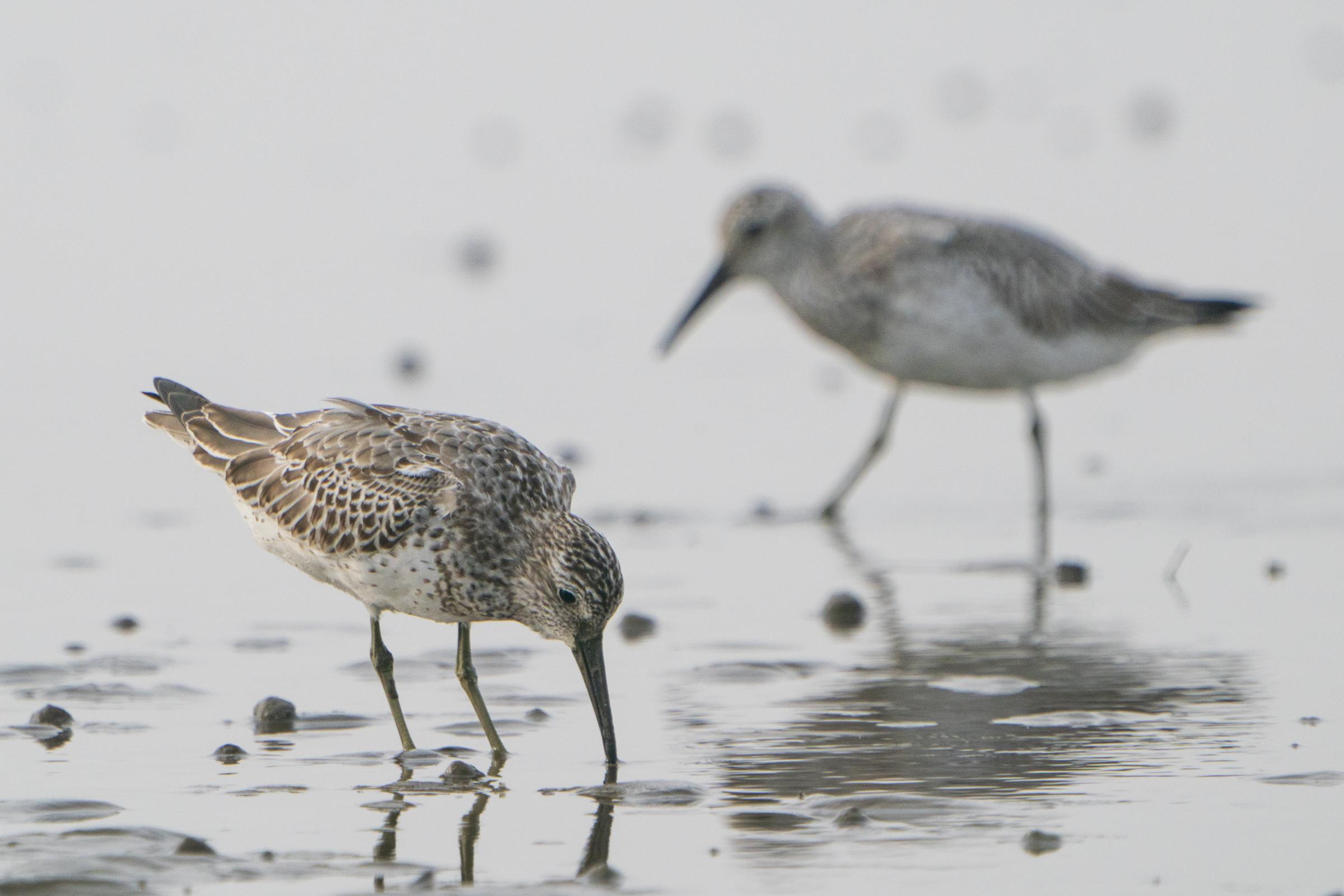 Saving South Korea's Tidal Flats - ​Great knots feed on clams and seaworms at a tidal flat...