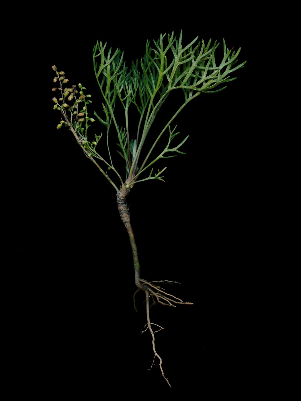  Artemisia fukudo Makino &m... itself from pests or threats. 