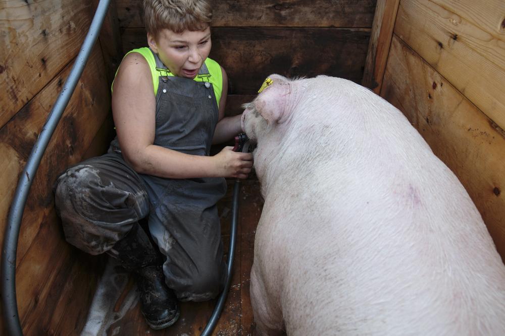 Back to the Land - Harkin Bartlett, 12, squeals as his hog Ace bites his...