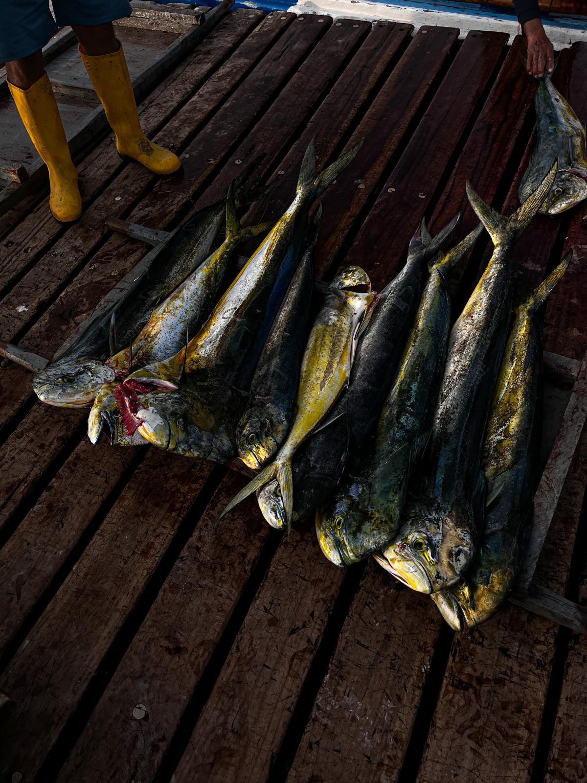 The struggle of Artisanal Fishing