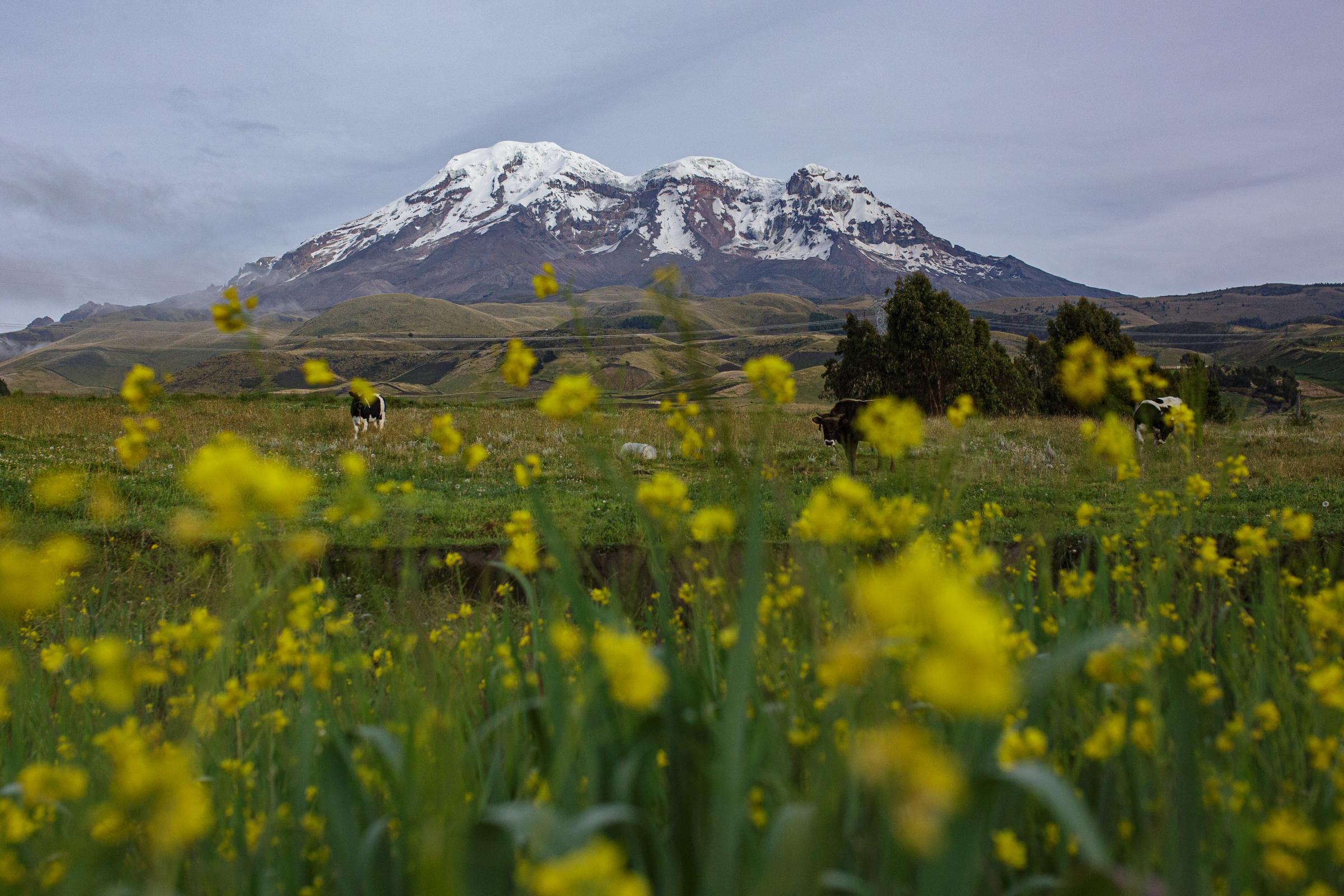 Der Eismann - The Chimborazo Volcano with its 6268 masl. If measured...