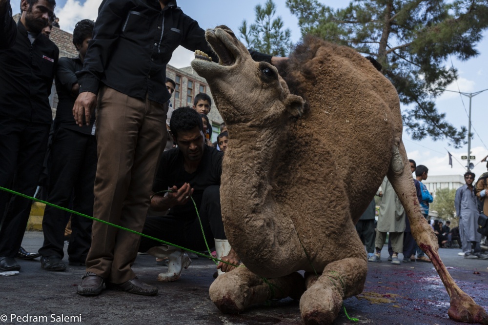 To sacrifice the camel, first t...‡Ù…Ø§Ù† Ø´Ú©Ù„ Ù…ÛŒ Ø¨Ù†Ø¯Ù†Ø¯.