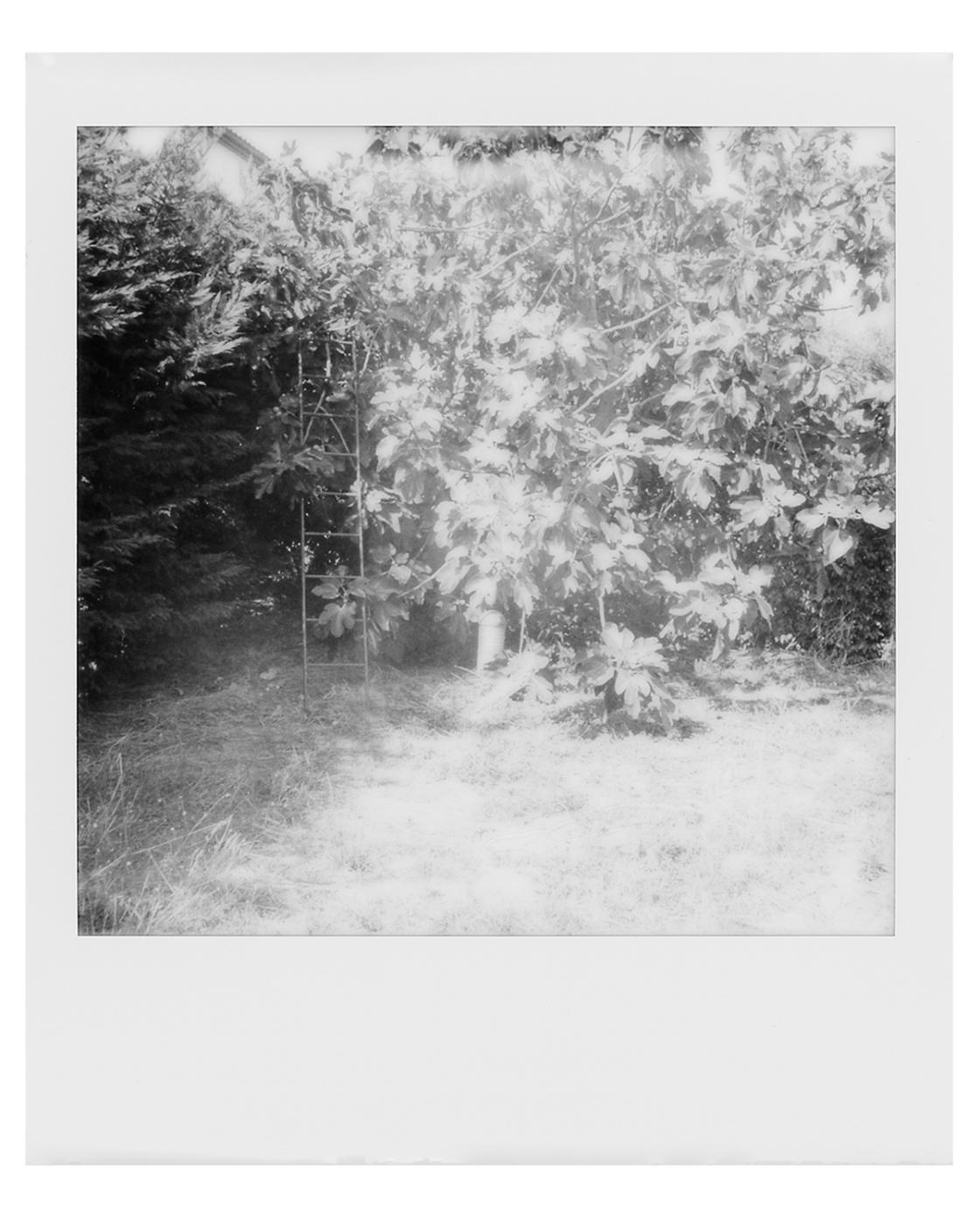About A Dream Of Last Summer