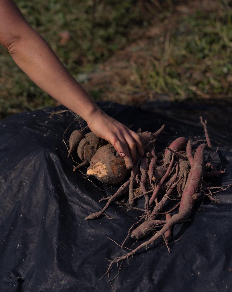 A Spirit of Abundance for Commonweal Magazine - Colleen Fitts places a sweet potato on a tarp while harvesting root vegetables.