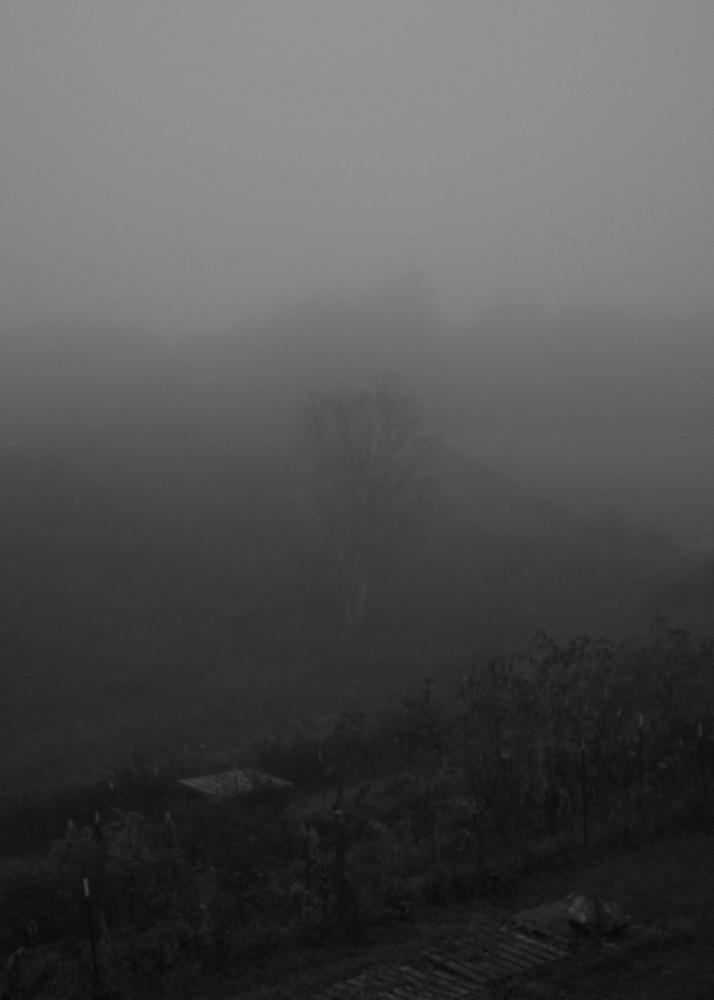 A Spirit of Abundance for Commonweal Magazine - Morning fog envelops the property.