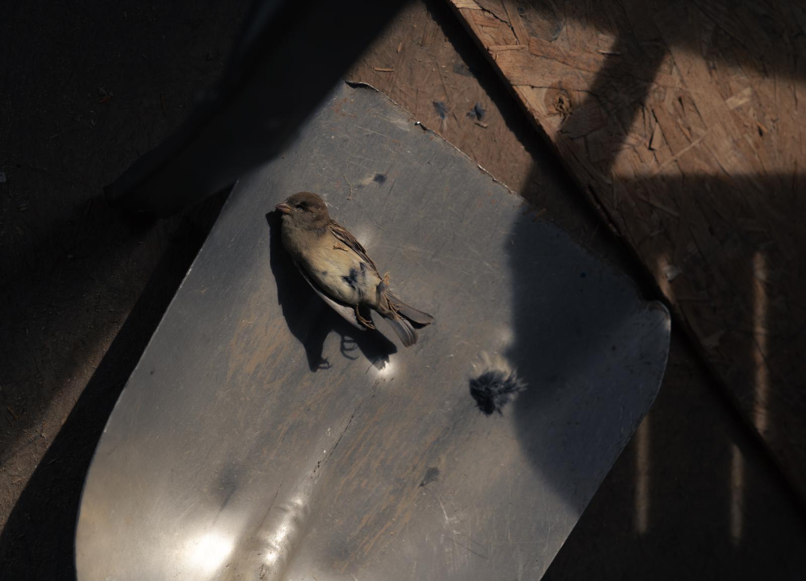 A Spirit of Abundance for Commonweal Magazine - Tori and Sarah were sorry to find a house sparrow that had been trapped in the house they were...