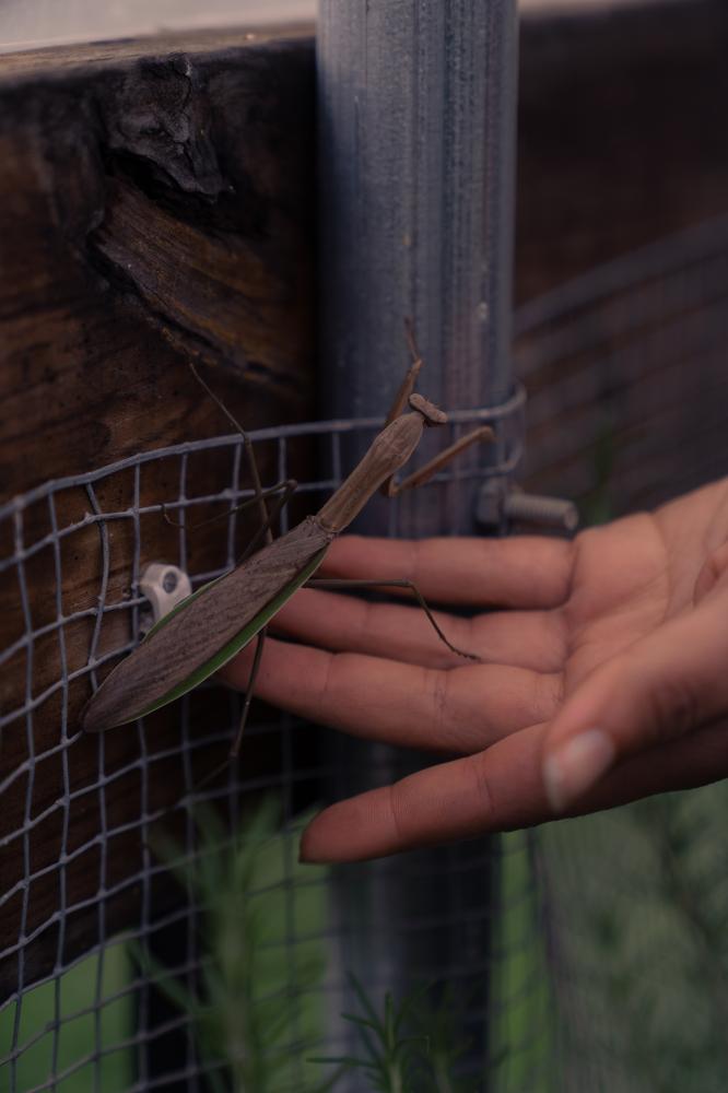A Spirit of Abundance for Commonweal Magazine - Tori Llorens saves a praying mantis that emerged from the rosemary bush she was trimming.