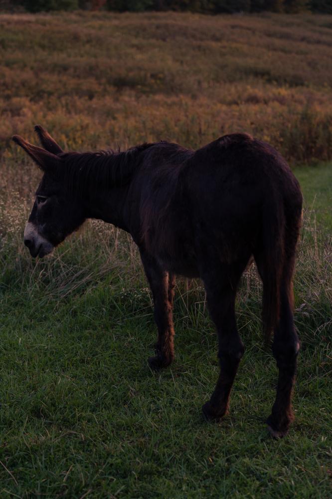 A Spirit of Abundance for Commonweal Magazine - The donkeys roam the property eating grass and wildflowers.