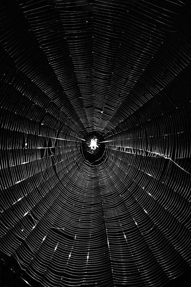 Spider's Web | Buy this image