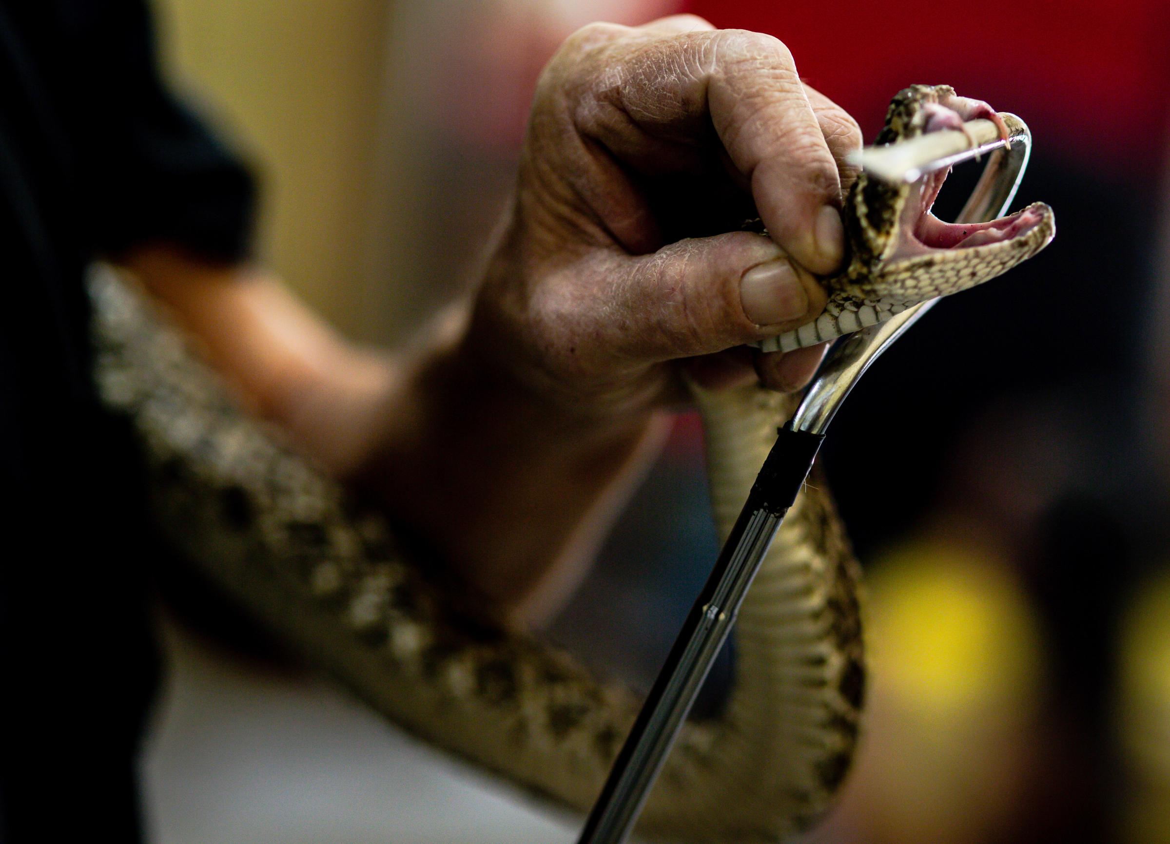 PHOTOGRAPHS - Coby Cox, shows visitors the fangs of a giant rattlesnake...